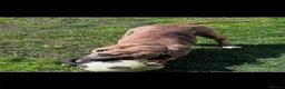 Mixed Breed dogs for sale: Bull boxer - Advert 9