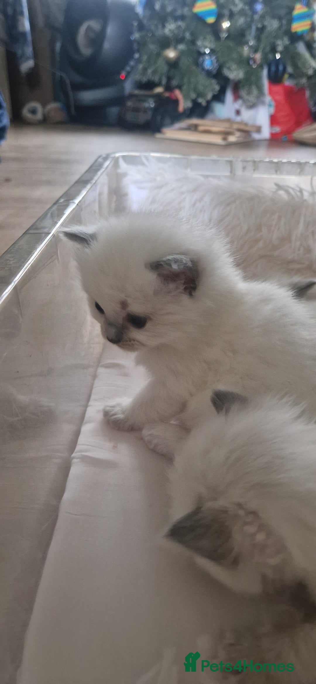 Ragdoll cats for sale: Pure Bred Ragdolls - Advert 17