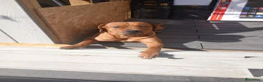 Mixed Breed 2