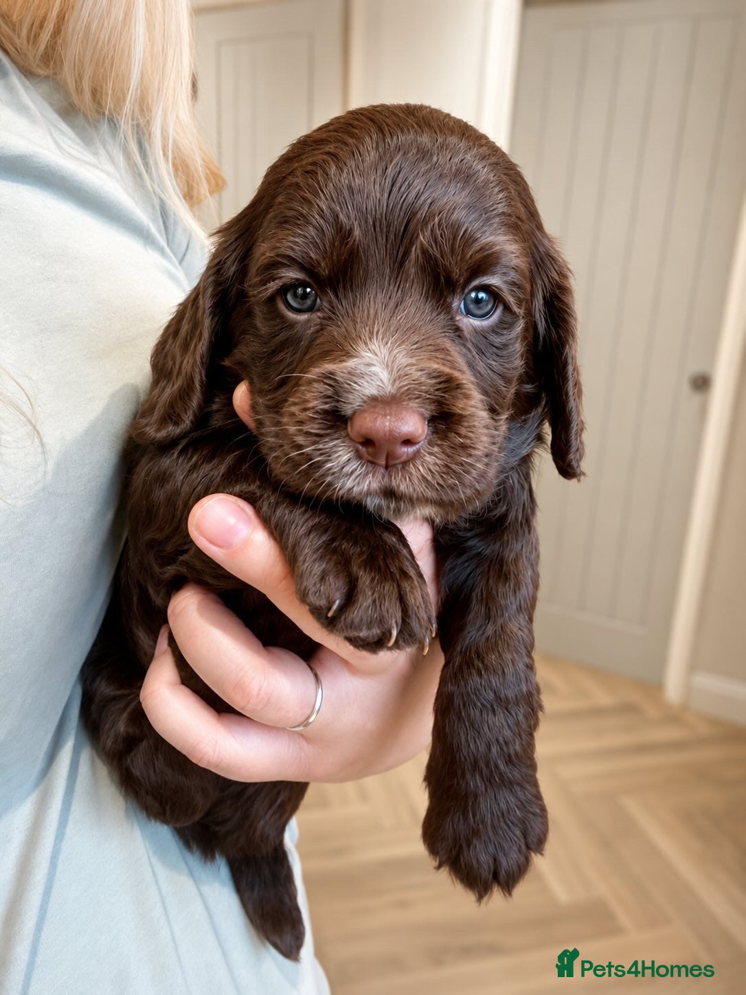 Cocker Spaniel dogs Beautiful Working Cocker Puppies. - Advert 2