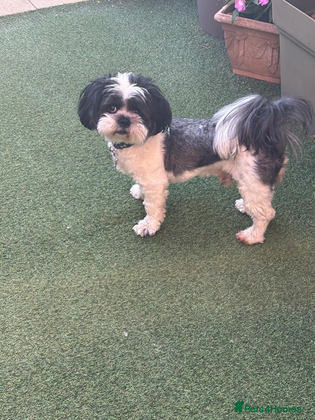 Lhasa Apso dogs for stud: KC registered Lhasa for stud - Advert 1