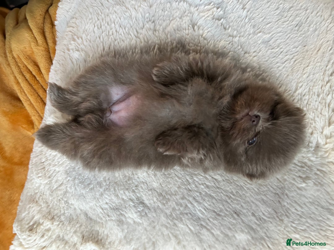 Pomeranian dogs for sale: Rare lavender Pomeranian puppy’s  - Advert 3