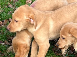 Labrador Retriever dogs Labrador Puppies - Advert 9