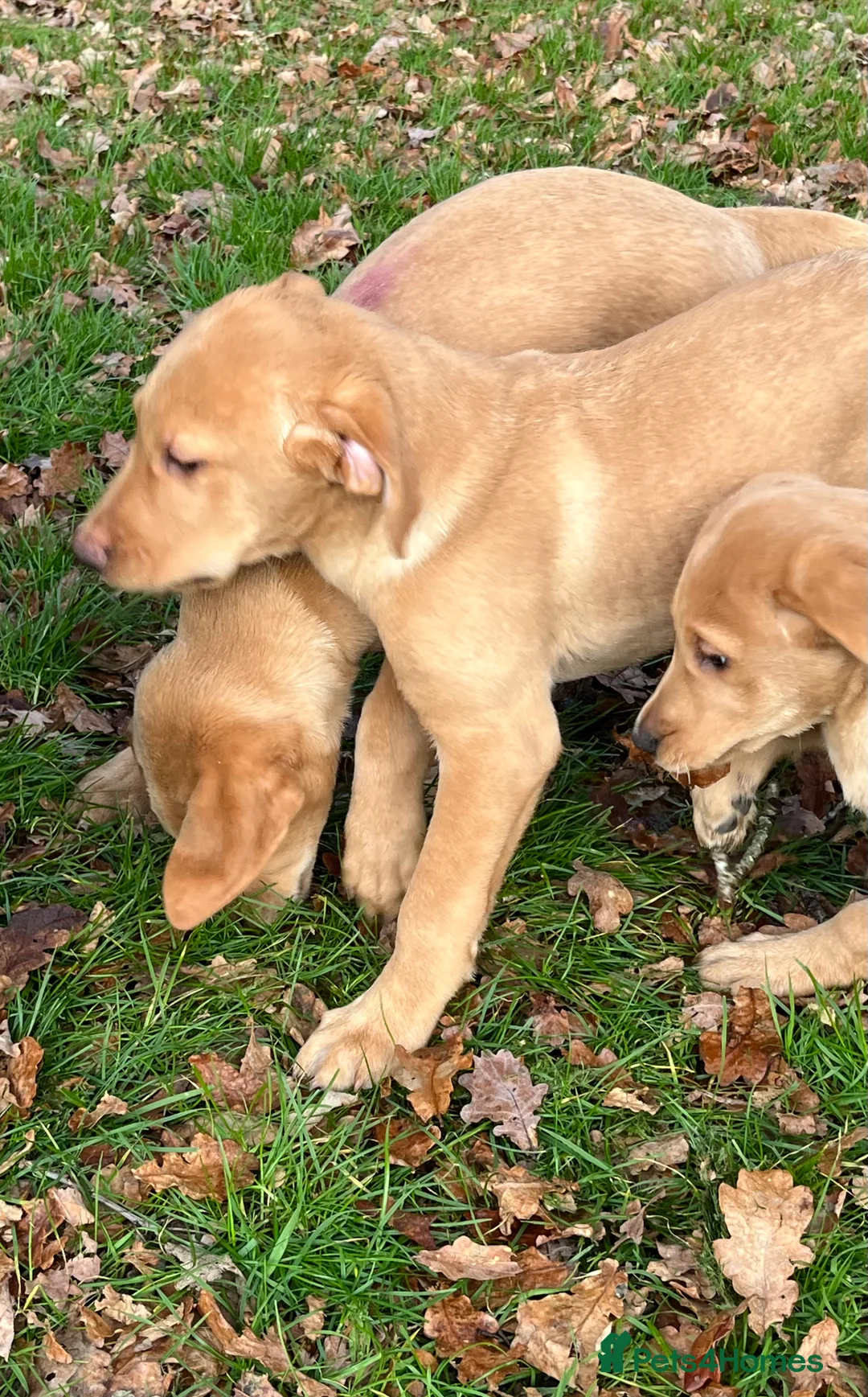Labrador Retriever dogs for sale: Labrador Puppies - Advert 1