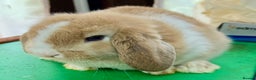 Mini Lop rabbits for sale: Mini Lops for sale READY NOW - Advert 20