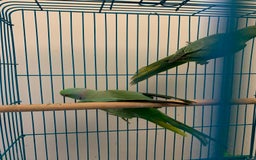 Ringnecks birds for sale: Bonded pair of traumatised baby ringnecks  - Advert 2