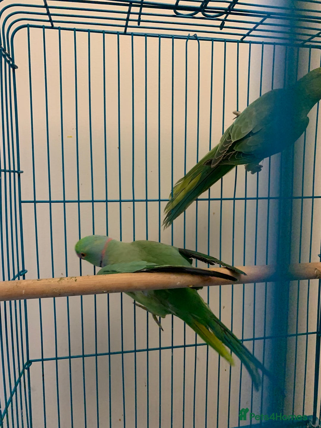 Ringnecks birds for sale: Bonded pair of traumatised baby ringnecks  - Advert 2