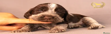 Chocolate Roan- Green Collar