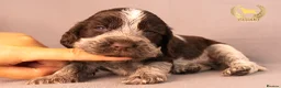 Cocker Spaniel dogs for sale: TRUE SHOW TYPE COCKER SPANIELS - Advert 19