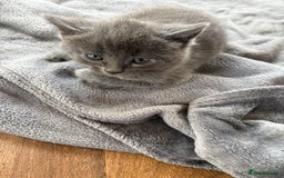 Mixed Breed cats for sale: 6 very fluffy grey kittens - Image 9