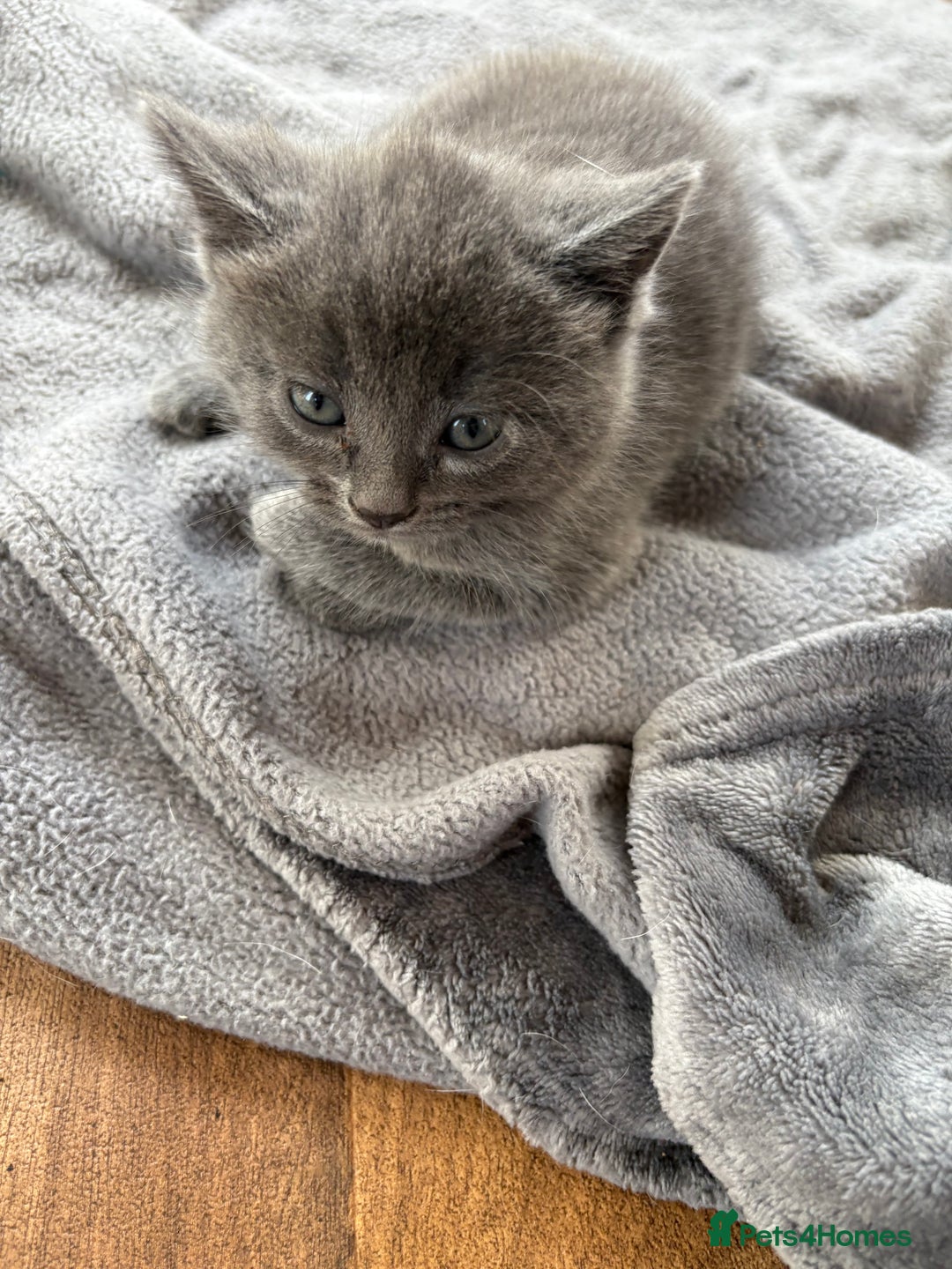 Mixed Breed cats for sale: 6 very fluffy grey kittens - Image 9