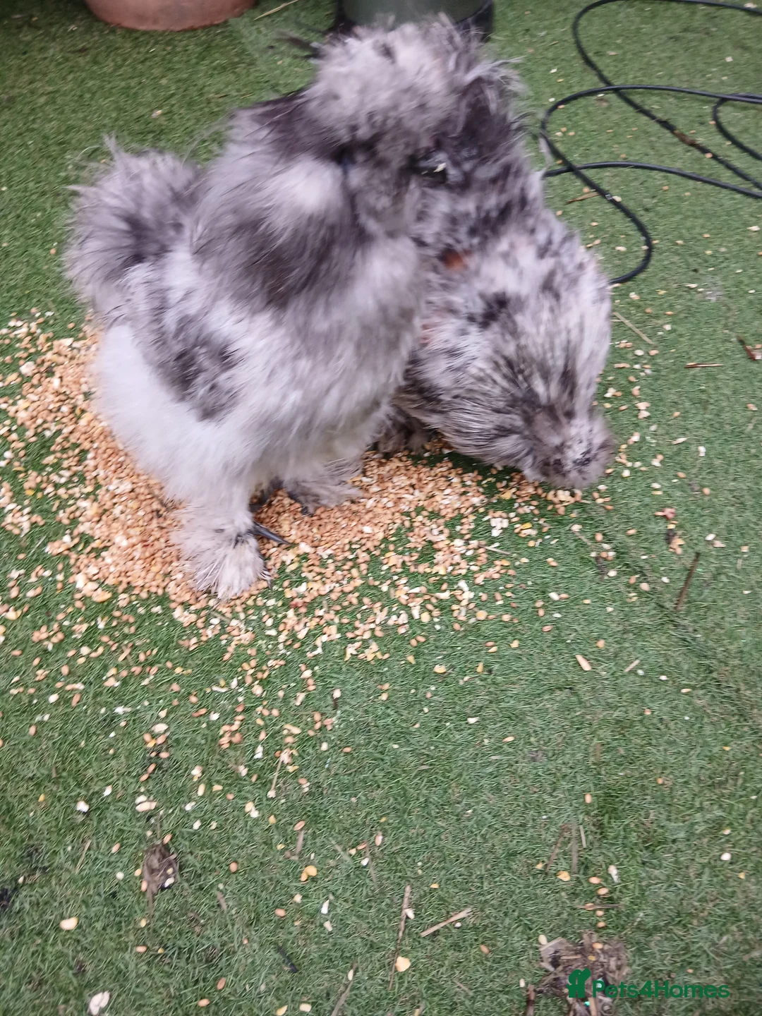 Chickens poultry for sale: Silkie chickens  - Advert 3