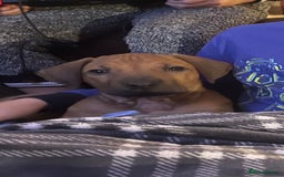 Rhodesian Ridgeback dogs for sale: Fabulous Rhodesian Ridgeback girls - Image 8