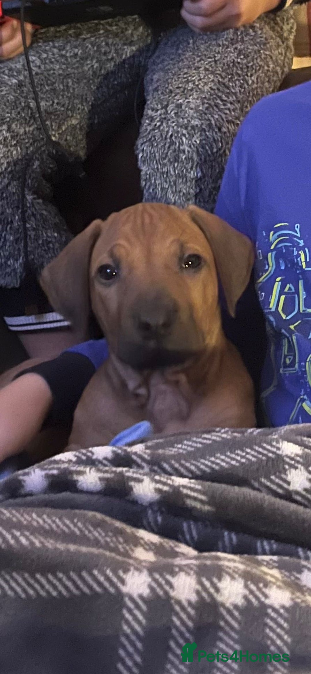 Rhodesian Ridgeback dogs for sale: Fabulous Rhodesian Ridgeback girls - Image 8