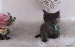 Maine Coon cats for sale: 2 kittens left In Search of Loyal Human Servant - Image 12
