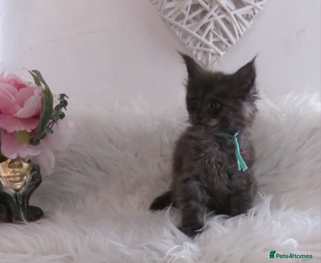 Maine Coon cats for sale: 2 kittens left In Search of Loyal Human Servant - Image 12