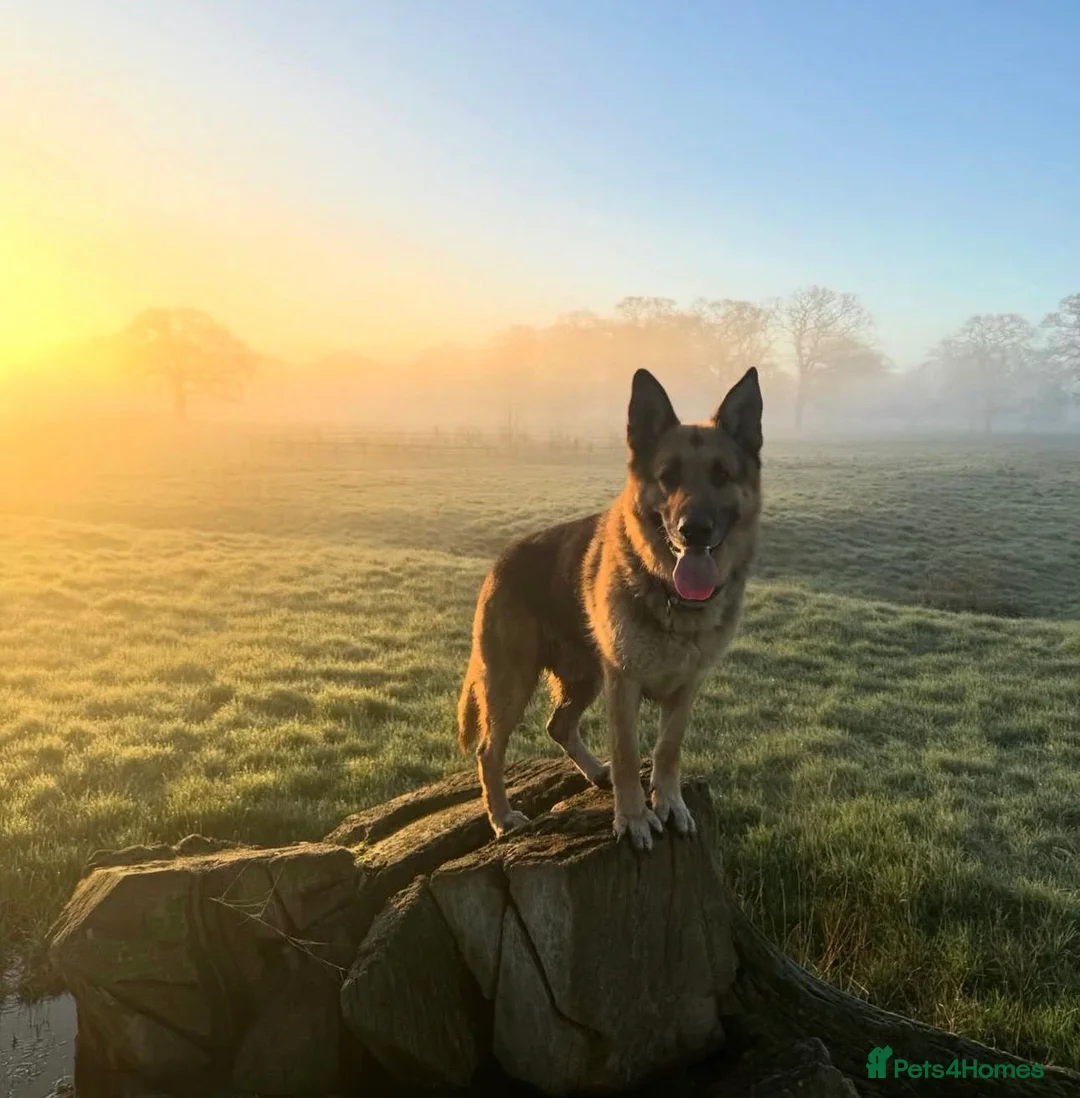 Mixed Breed dogs for sale: German Shepherd × Cane Corso Puppies - Ready now in Stafford - Advert 9