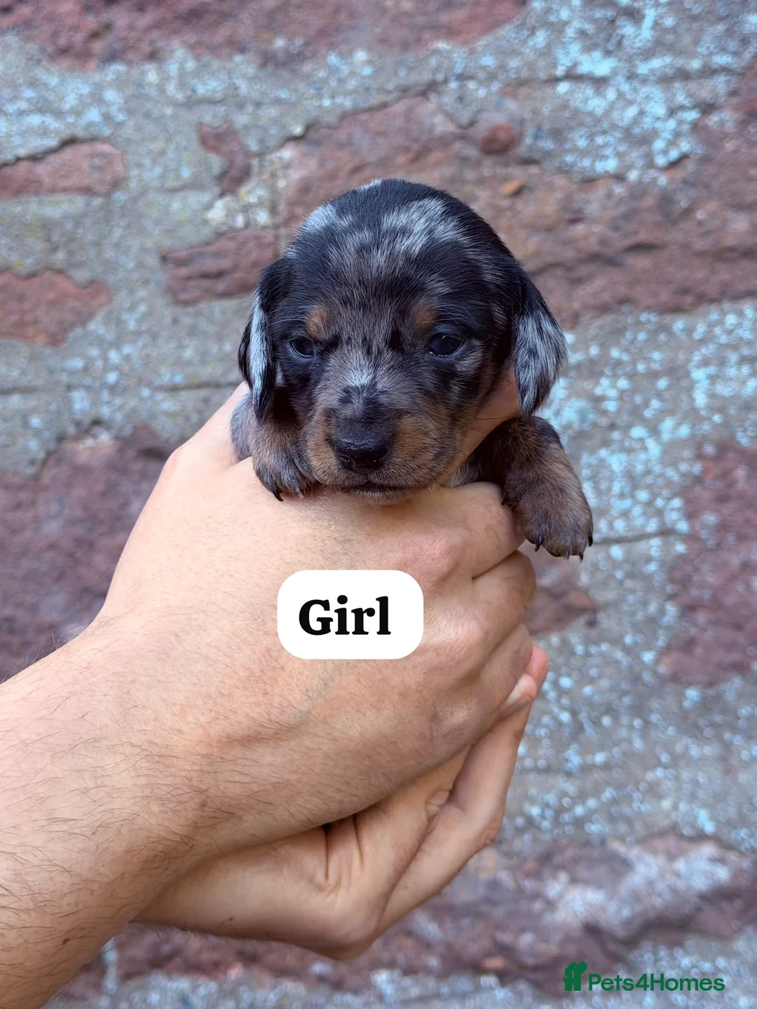 Miniature Dachshund dogs for sale: 🐾 Miniature Dachshund Puppies for Sale 🐾 - Advert 2