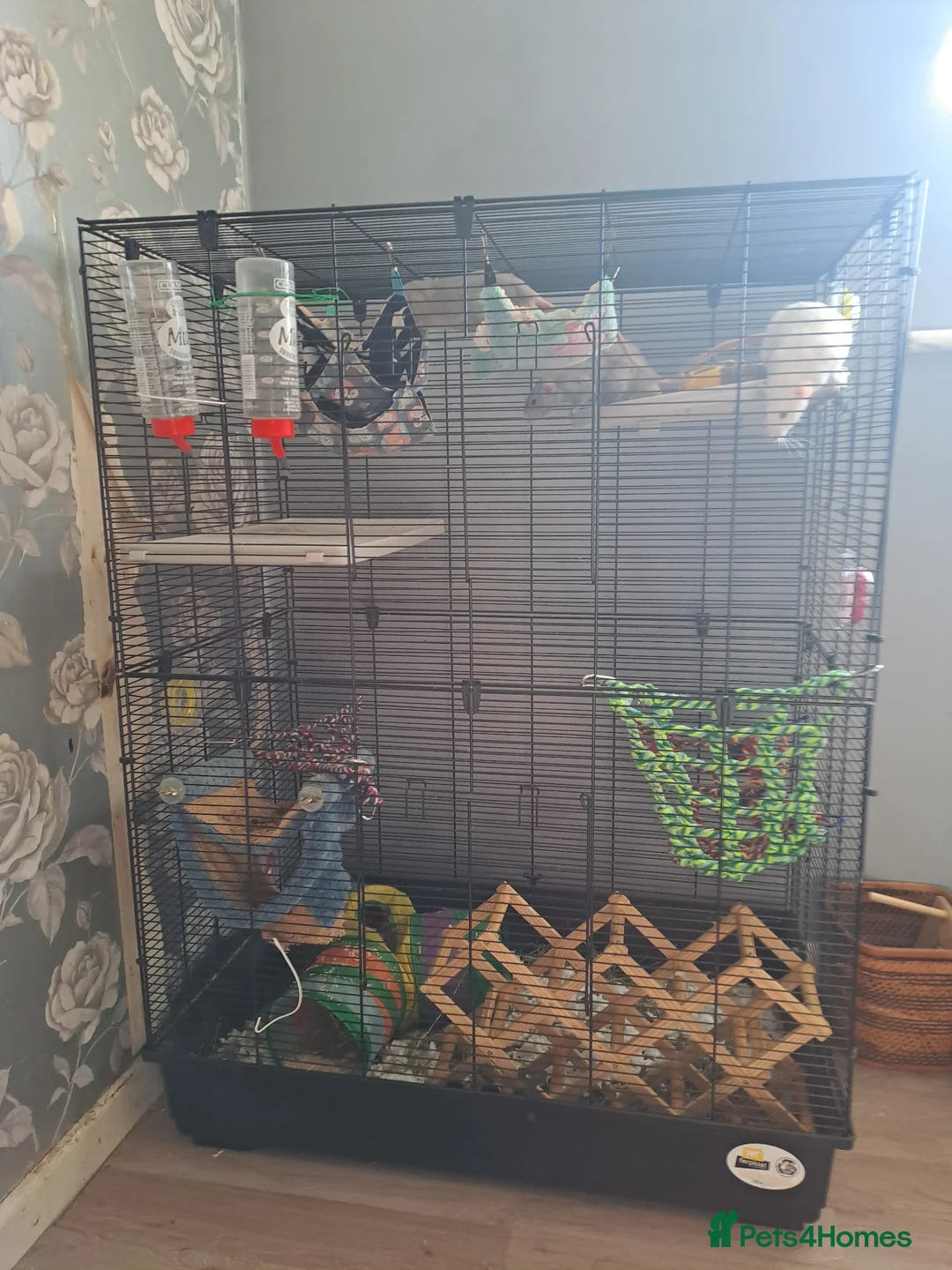 Rat rodents for sale: 3 male rats in Norwich - Advert 6