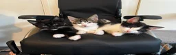 Mixed Breed cats for sale: Lovely playful little kittens  in Hatfield - Advert 3