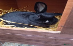 Mini Lop rabbits for sale: Rabbit for sale  - Image 1