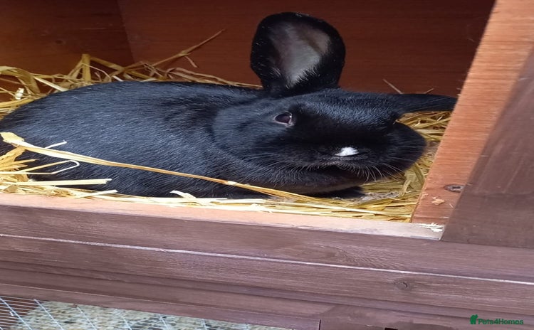 Mini Lop rabbits - Advert 1