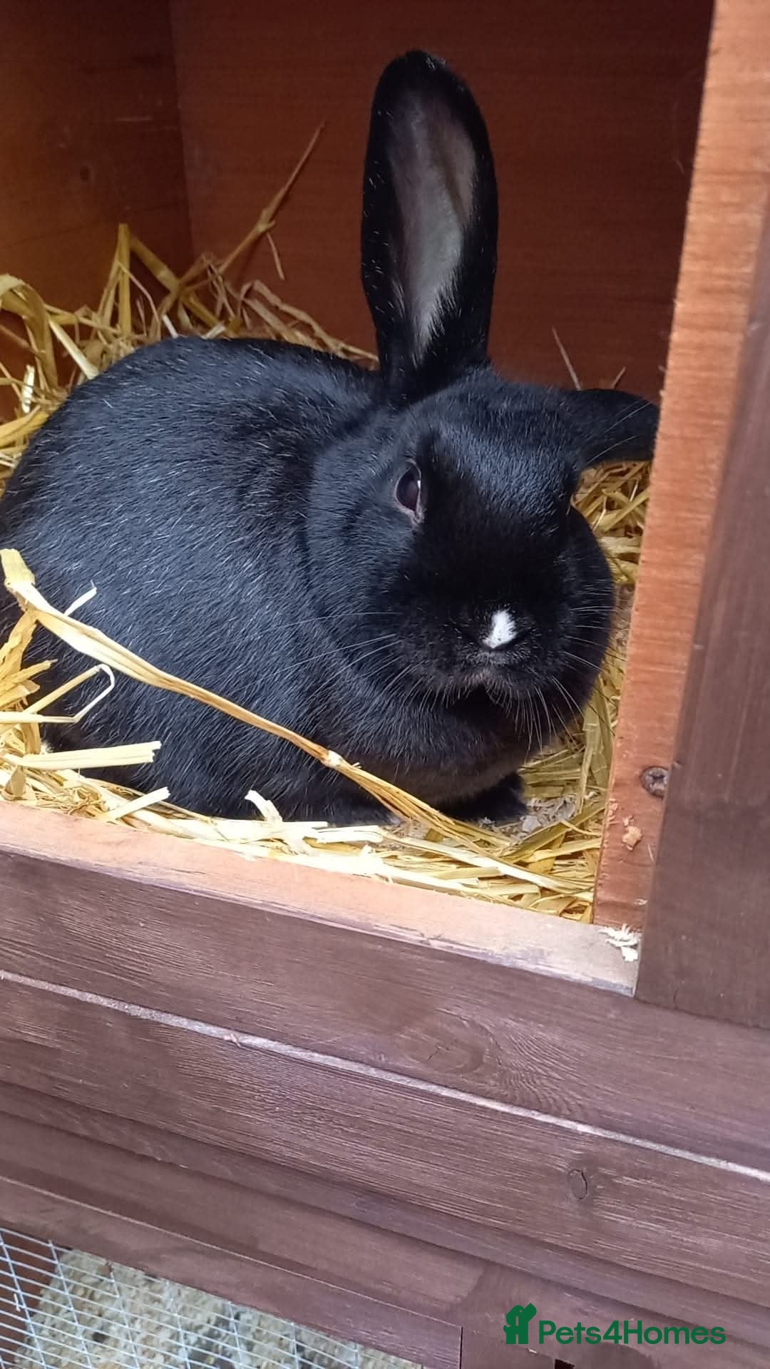 Mini Lop rabbits for sale: Rabbit for sale  - Image 1