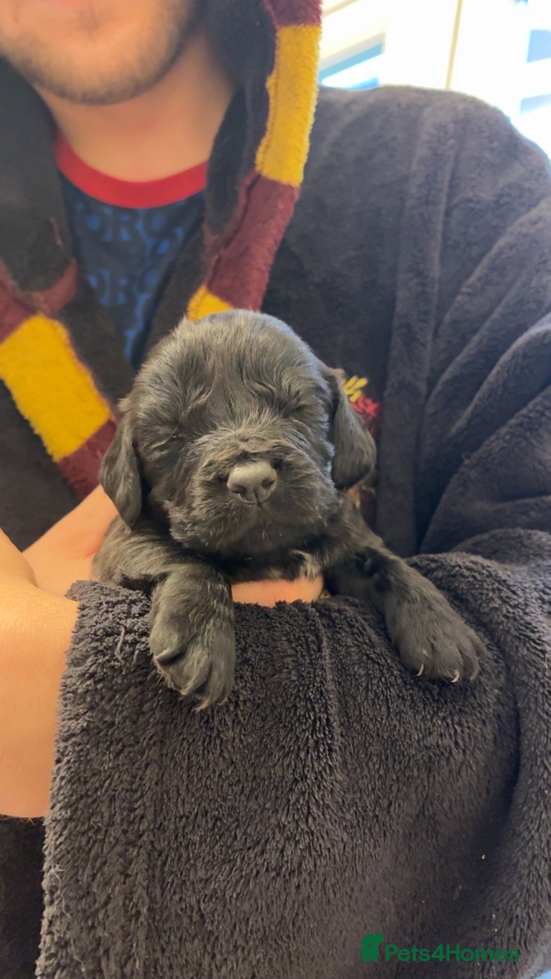 Cocker Spaniel dogs for sale: Cocker spaniel puppies - Advert 22