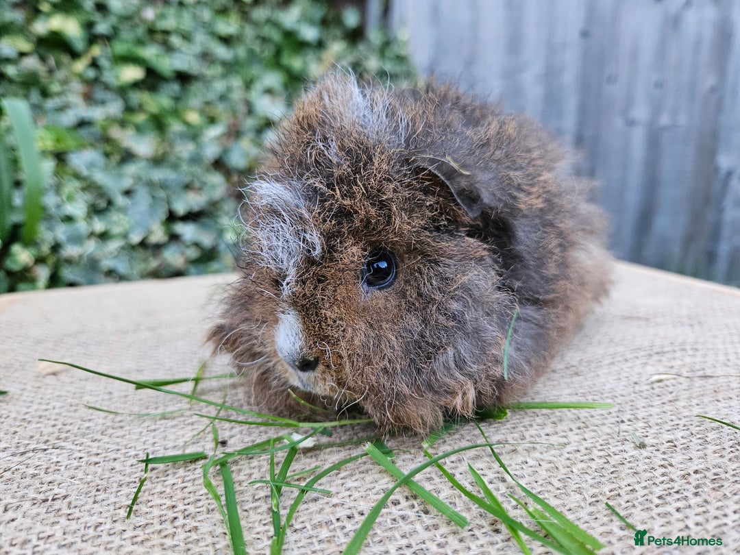 Guinea Pig rodents for sale: Baby pet alpaca guinea pigs single girl and boy - Image 4