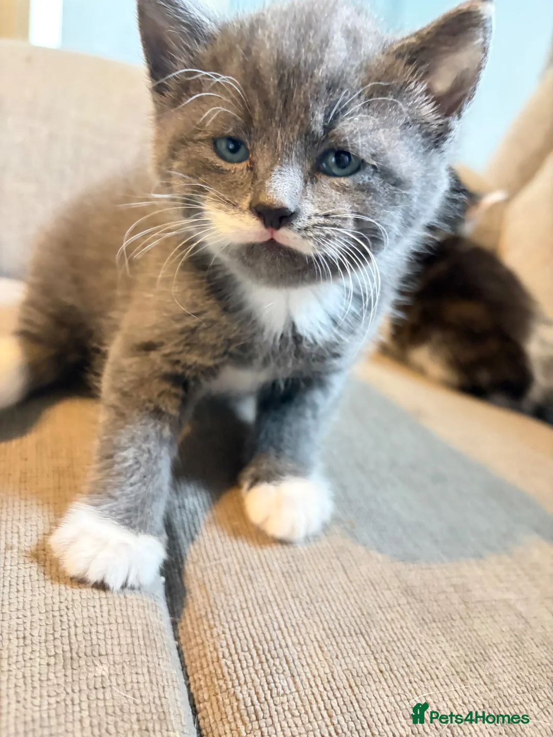 Mixed Breed cats for sale: Two beautiful male kittens - Advert 2