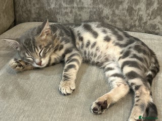 Bengal cats Stunning Blue Male Bengal Kitten TICA REG - Advert 6