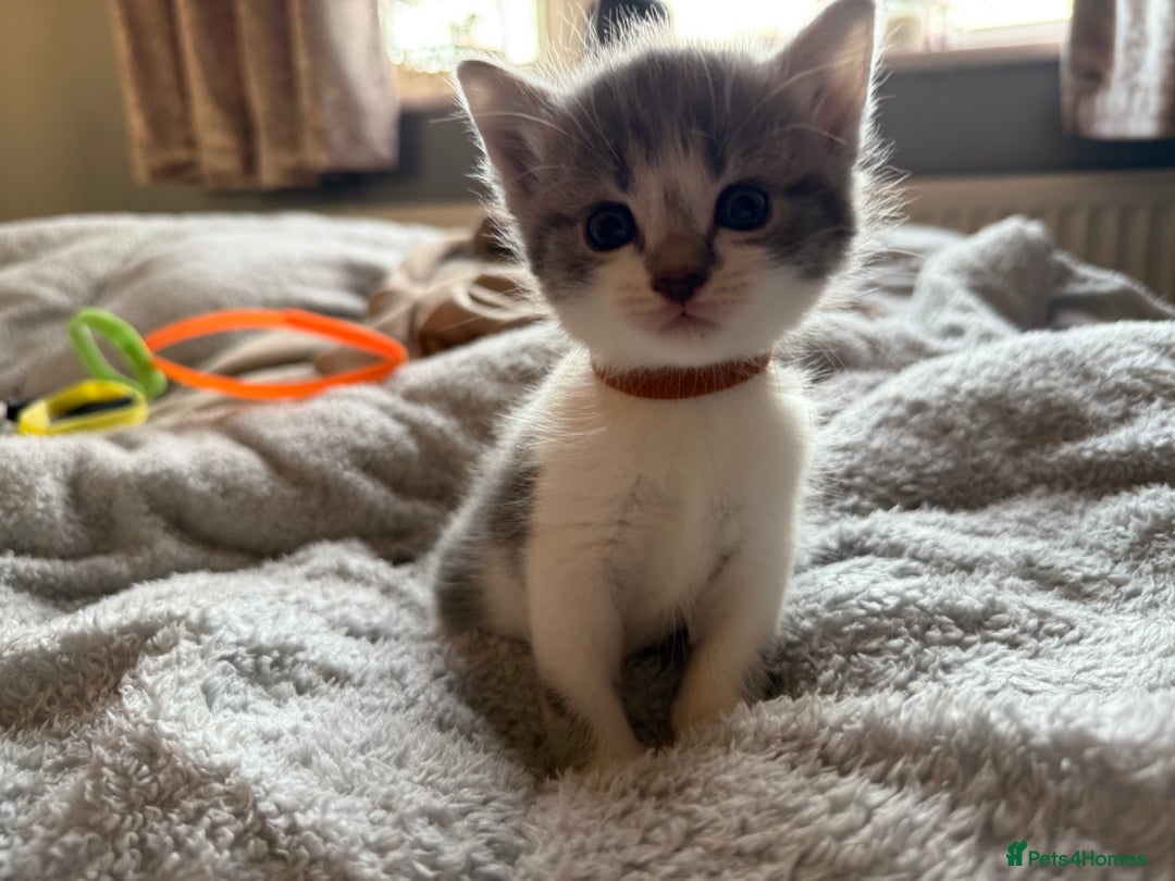 Maine Coon cats for sale: 4 gorgeous girl cats  - Image 3