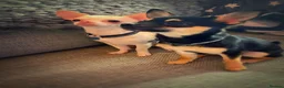 Chihuahua dogs for stud: FOR STUD ONLY in Sheffield - Advert 7