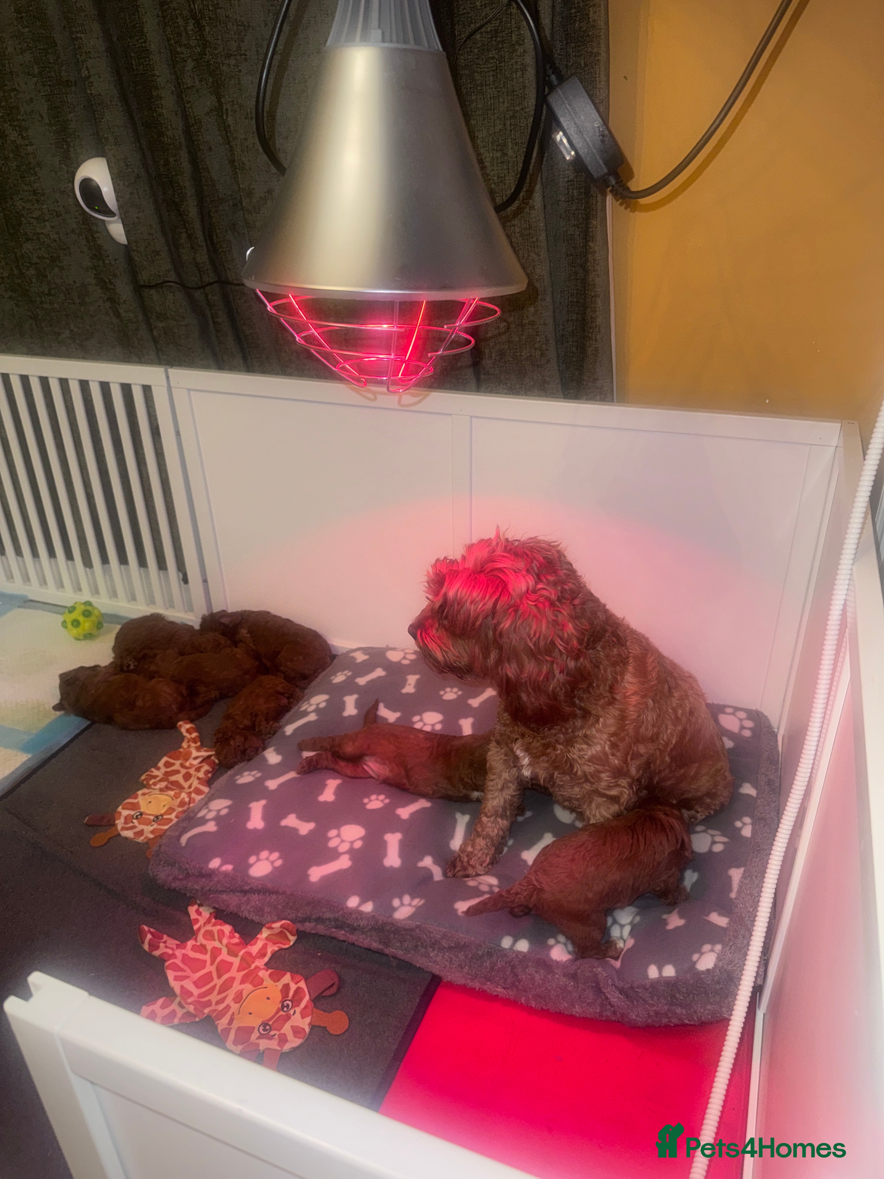 Cavapoo dogs F1b Cavapoo extensively health tested mum&dad  - Advert 1