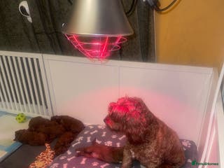 Cavapoo dogs F1b Cavapoo extensively health tested mum&dad - Advert 16