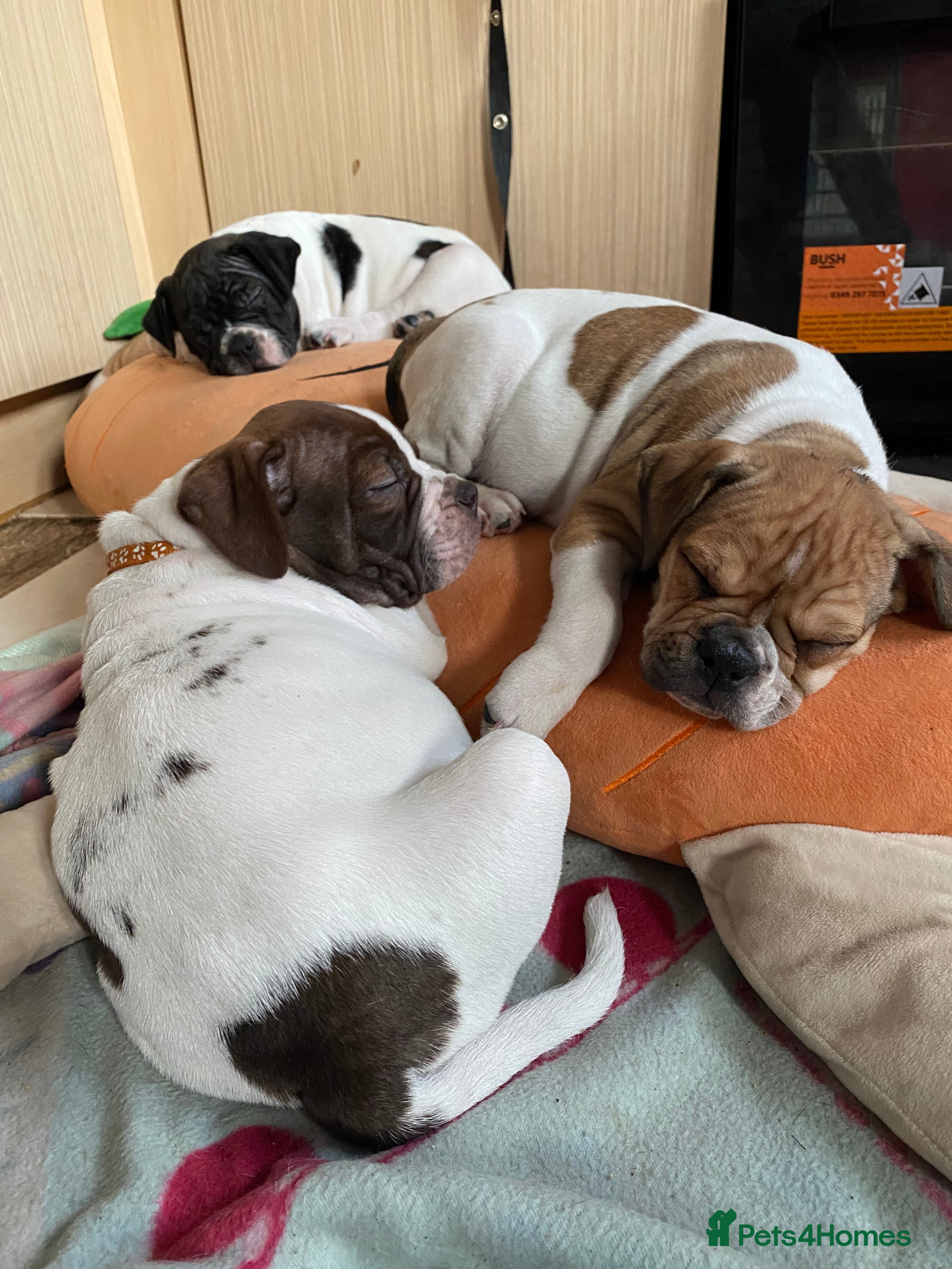 Alapaha Blue Blood Bulldog dogs TOP QUALITY PURE ALAPAHA BULLDOGS - Advert 1