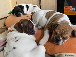 Alapaha Blue Blood Bulldog dogs TOP QUALITY PURE ALAPAHA BULLDOGS - Advert 1