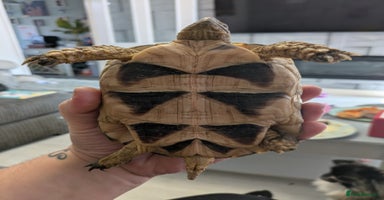 Tortoise reptiles - Advert 3