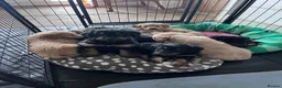 Mixed Breed dogs for sale: Delightful Double Doodles  in Crewe - Advert 10