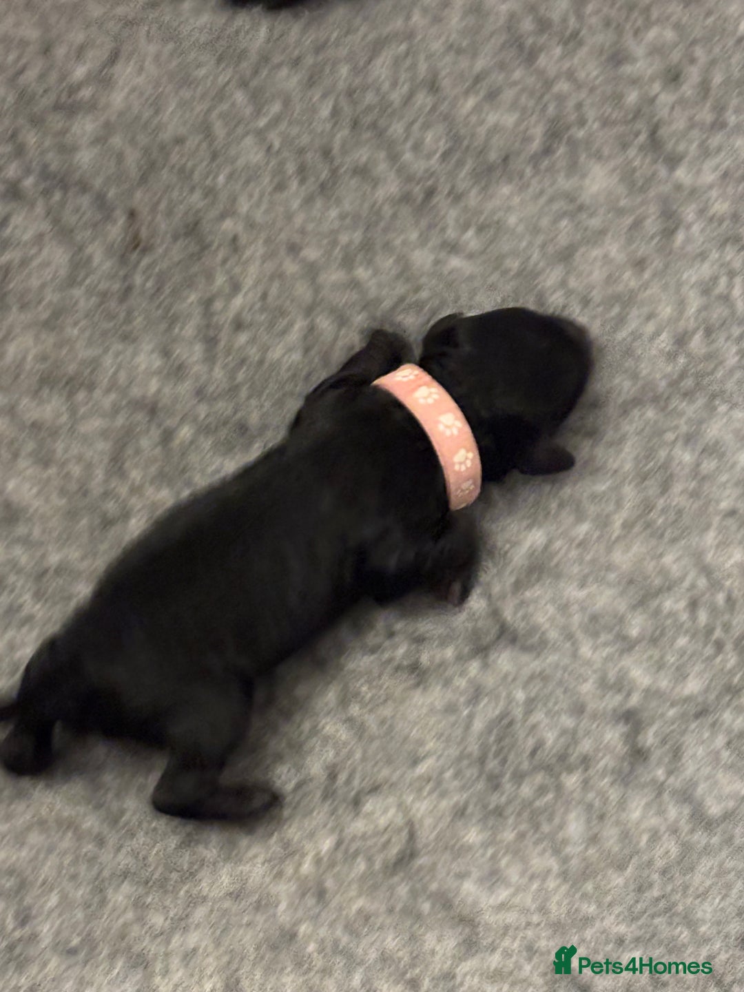 Miniature Poodle dogs for sale: Miniature poodles looking for forever home - Advert 5