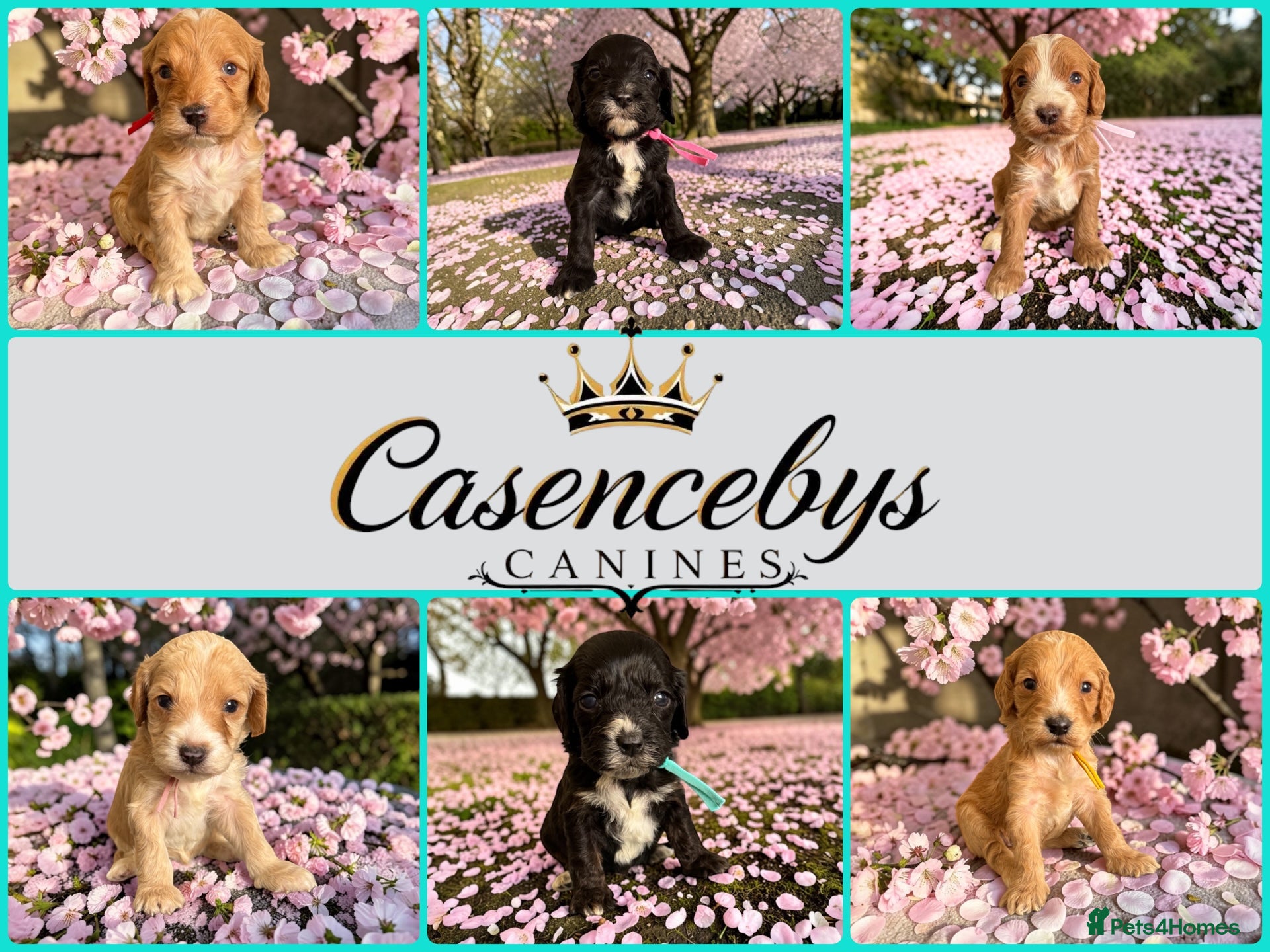 Cockapoo dogs Beautiful DNA clear F1 cockapoos pups - Advert 1