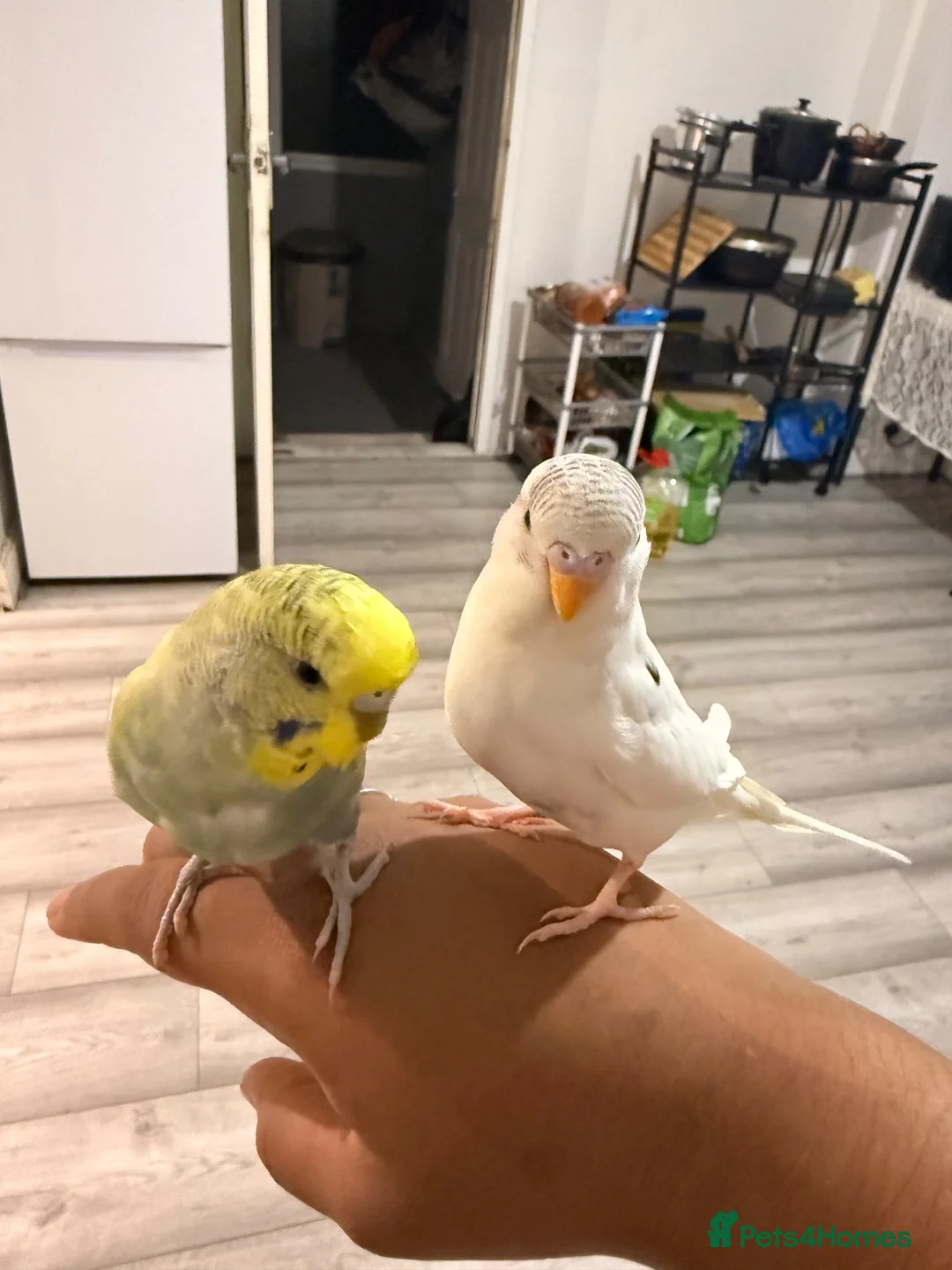 Budgerigars birds for sale: Budgerigar - Advert 2