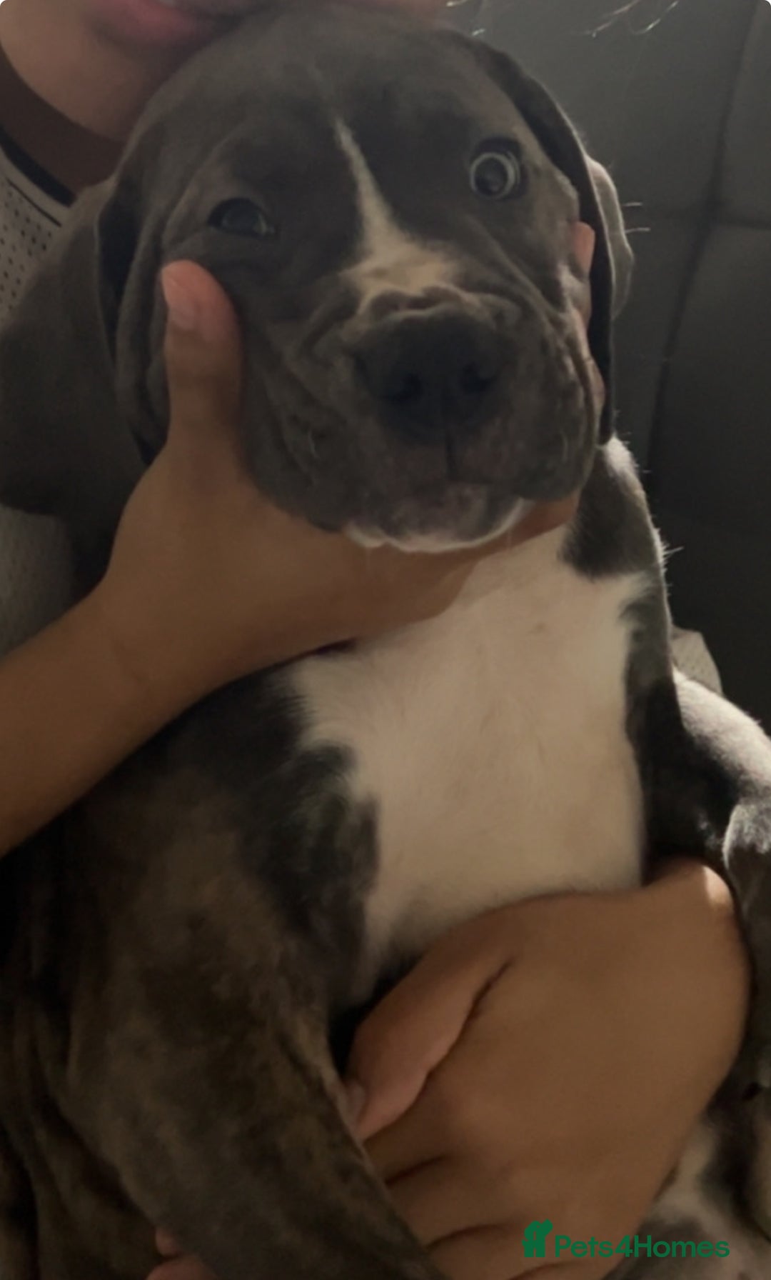 Mixed Breed dogs for sale: Male puppy  - Image 9
