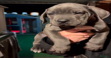 Cane Corso dogs - Advert 9
