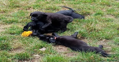 Labrador Retriever dogs - Advert 2