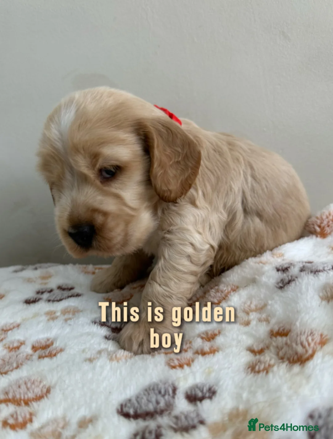 Cocker Spaniel dogs for sale: Show cocker spaniel for sale in Bristol - Advert 19
