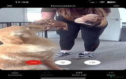 Golden Retriever dogs for sale: KC, Extensively health tested golden retrievers - Image 8