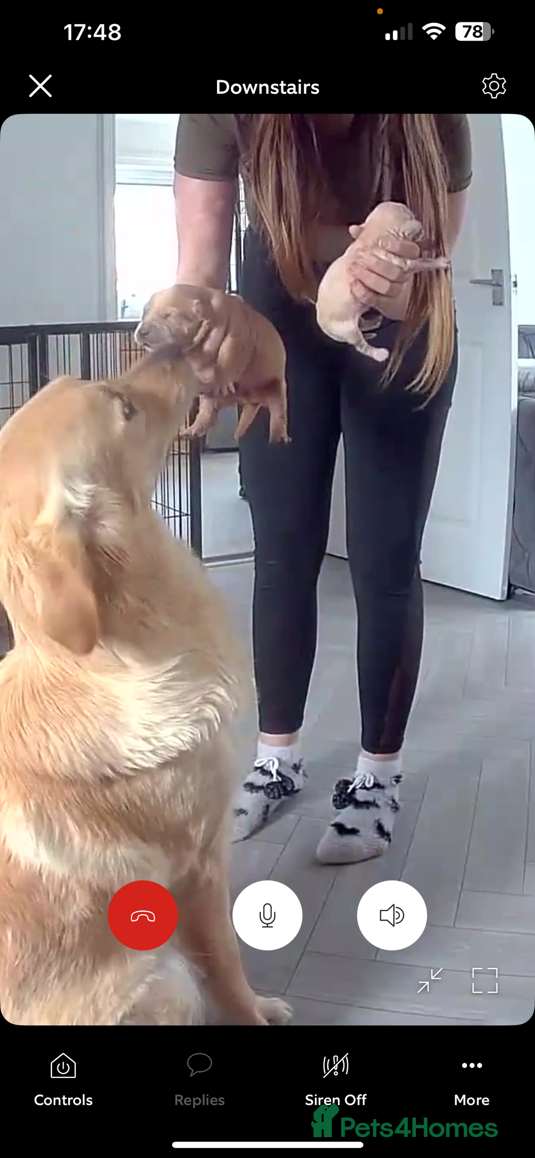 Golden Retriever dogs for sale: KC, Extensively health tested golden retrievers - Image 8