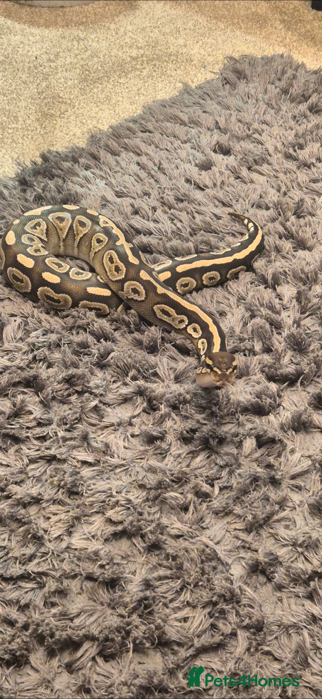 Python Snake reptiles for sale: Female ball python  - Advert 2