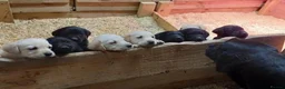 Labrador Retriever dogs for sale: Beautiful Black & Golden Labrador Puppies  - Advert 21